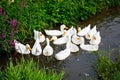 Family of domestic ducks swimming in river or creek. Group of white duck birds.