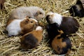 Family of domestic guinea pig Cavia porcellus cavy