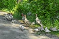 Family of domestic turkeys on the shore of a  pond  graze free-range. Adult hens, tom and many small turkey-poults against the Royalty Free Stock Photo