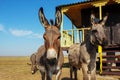 family of donkeys grazing in a green meadow