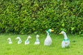 Family duck doll in the garden.Thailand