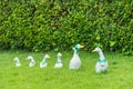 Family duck doll in the garden.Thailand