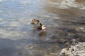 Family duck with Drake go on clear ice on the pond in early spring