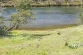 Family duck in Lapataia River, Tierra del Fuego National Park