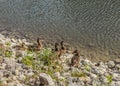 Family duck over the pond