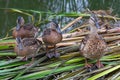 A family of ducklings, a mother with three ducklings sit in the reeds on the water