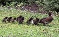 Family of ducks Royalty Free Stock Photo