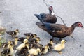 Family of Ducks Royalty Free Stock Photo