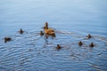 A family of ducks, a duck and its little ducklings are swimming in the water. The duck takes care of its newborn ducklings.