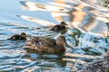 A family of ducks, a duck and its little ducklings are swimming in the water. The duck takes care of its newborn ducklings.