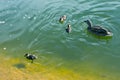 A family of ducks, a duck and its little ducklings are swimming in the water. The duck takes care of its newborn ducklings Royalty Free Stock Photo