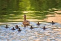 A family of ducks, a duck and its little ducklings are swimming in the water. The duck takes care of its newborn ducklings.