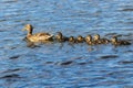 A family of ducks, a duck and six little ducklings are swimming in the water. One line.