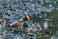 Family of ducks with ducklings on the rocky shore