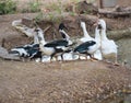 The Family ducks find foods near the swamp.