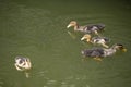 Family ducks floating on pond