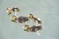 family ducks floating on pond