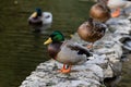 A family of ducks, geese swims in a water channel, river, lake. Lots of reeds and water lilies.