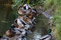 A family of ducks, geese swims in a water channel, river, lake. Lots of reeds and water lilies.