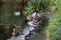 A family of ducks, geese swims in a water channel, river, lake. Lots of reeds and water lilies.