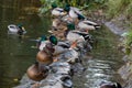 A family of ducks, geese swims in a water channel, river, lake. Lots of reeds and water lilies.