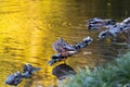 A family of ducks, geese swims in a water channel, river, lake. Lots of reeds and water lilies.