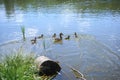 Family of ducks on the lake. Mom duck and children ducklings floating in the water on a sunny summer day outdoors