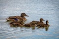 Family of ducks, mother Mallard and ducklings