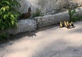 Family of ducks on road. Mother duck with baby Royalty Free Stock Photo