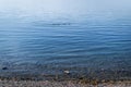 family of ducks a row swim on the clear calm blue water of lake baikal on summer morning Royalty Free Stock Photo