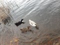 Ducks swim near the river bank Royalty Free Stock Photo