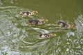 family ducks swimming on pond