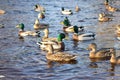 Family of ducks swimming in the pond Royalty Free Stock Photo