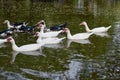 The Family ducks swimming in the swamp for find foods in the swamp.