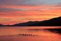 Family of Ducks Takes Morning Swim on Lake at Sunrise