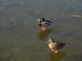 A family of ducks on thin ice Royalty Free Stock Photo