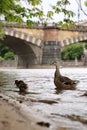 A family of ducks are in the Vltava river at Prague center Royalty Free Stock Photo