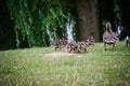 The family of ducks walking in the park