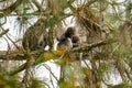 Family of Dusky leaf monkey or spectacled langur with baby monkey sleeping on the tree in the tropical rainforest. Malaysia Royalty Free Stock Photo