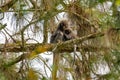 Family of Dusky leaf monkey or spectacled langur with baby monkey sleeping on the tree in the tropical rainforest. Malaysia Royalty Free Stock Photo