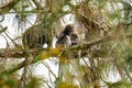 Family of Dusky leaf monkey or spectacled langur with baby monkey sleeping on the tree in the tropical rainforest. Malaysia Royalty Free Stock Photo