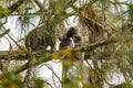 Family of Dusky leaf monkey or spectacled langur with baby monkey sleeping on the tree in the tropical rainforest. Malaysia Royalty Free Stock Photo