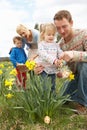 Family On Easter Egg Hunt In Daffodil Field Royalty Free Stock Photo