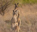 A family of Eastern Grey kangaroos with Mum and Dad on full alert Royalty Free Stock Photo