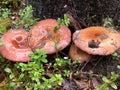 Family of edible russula mushrooms