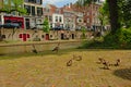 Family of Egyptian geese on the quays of `oudegracht` canal in Utrecht