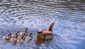 Family of Egyptian Geese swim in a body of water