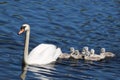 Swan Swimming with Cygnets Royalty Free Stock Photo