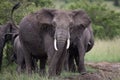 Family elephantes on african savannah Royalty Free Stock Photo