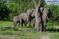 Family of elephants Royalty Free Stock Photo